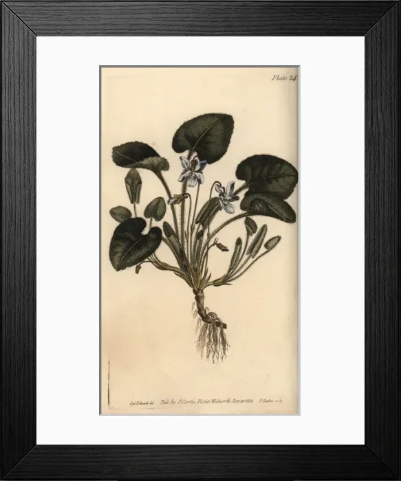 Framed Print : Violet, Viola odorata Framed Print : Violet, Viola odorata