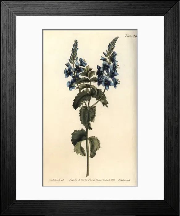 Framed Print : Germander speedwell, Veronica chamaedrys Framed Print : Germander speedwell, Veronica chamaedrys