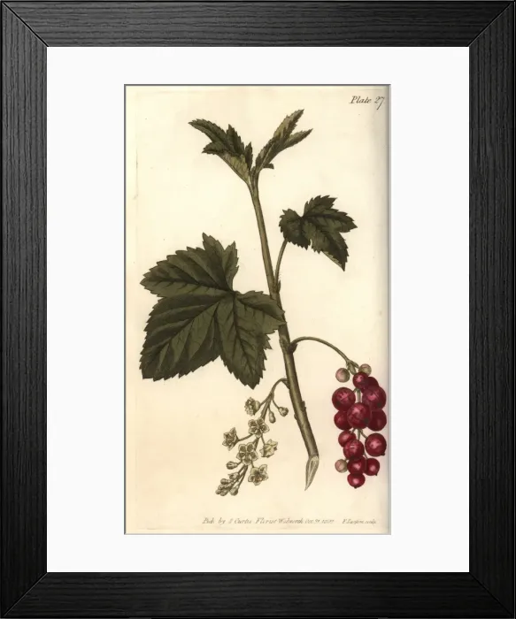 Framed Print : Redcurrant, Ribes rubrum Framed Print : Redcurrant, Ribes rubrum