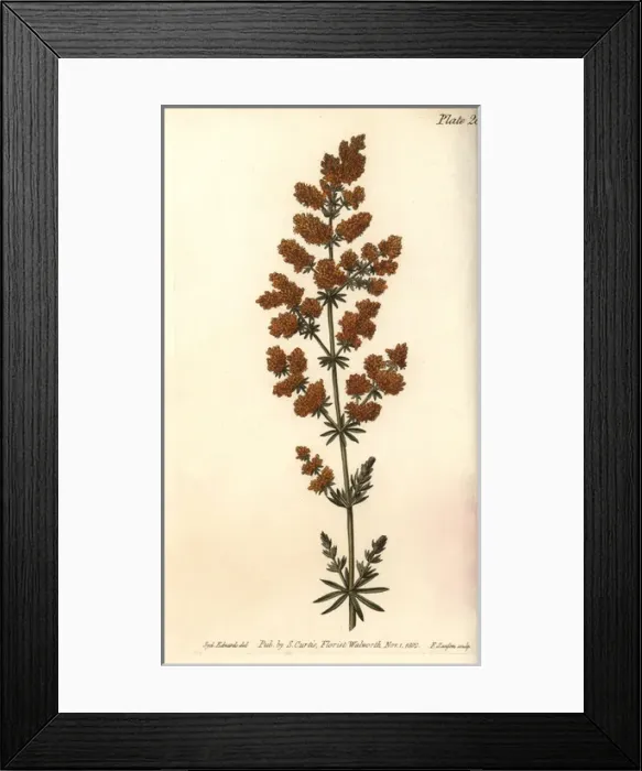 Framed Print : Ladies bed straw, Galium verum Framed Print : Ladies bed straw, Galium verum