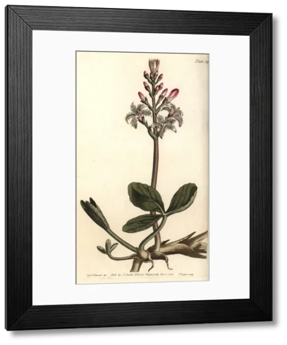 Framed Print : Buckbean, Menyanthes trifoliata Framed Print : Buckbean, Menyanthes trifoliata