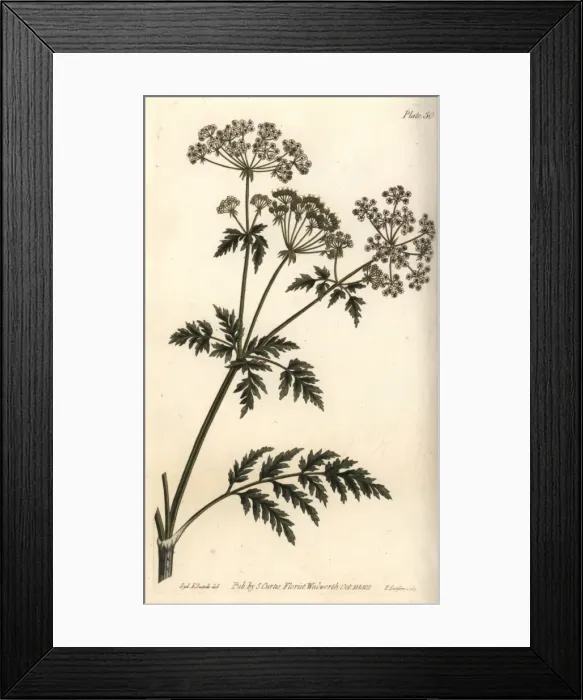 Framed Print : Hemlock, Conium maculatum