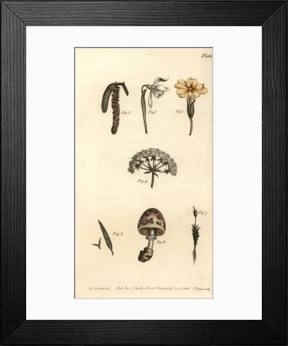 Framed Print : Calyx examples: primrose, snowdrop, hazel Framed Print : Calyx examples: primrose, snowdrop, hazel