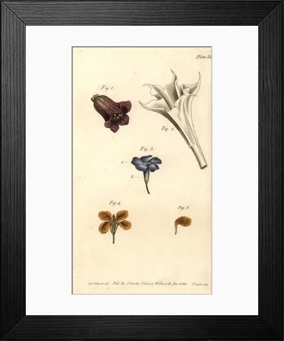 Framed Print : Corolla examples: deadly nightshade, thorn Framed Print : Corolla examples: deadly nightshade, thorn