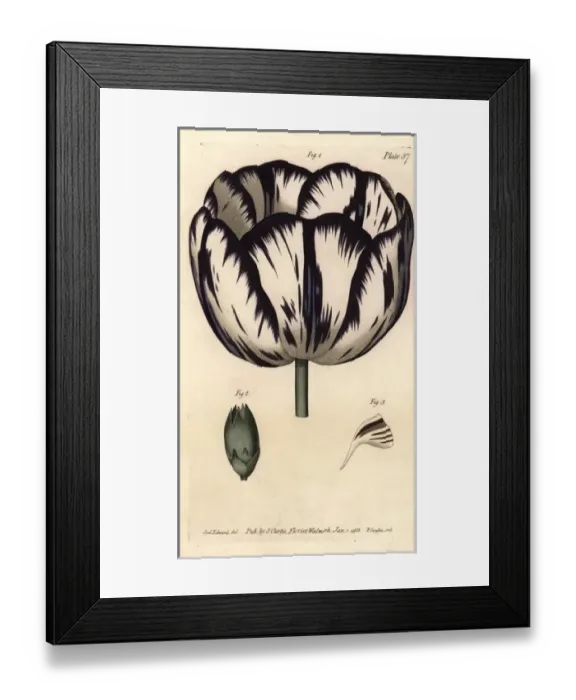 Framed Print : Calyx of the tulip Tulipa and carnation Dianthus Framed Print : Calyx of the tulip Tulipa and carnation Dianthus
