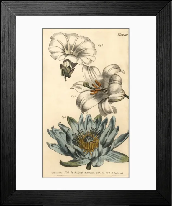 Framed Print : Corolla examples: monopetalous bindweed, hexapetala Framed Print : Corolla examples: monopetalous bindweed, hexapetala