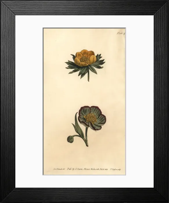 Framed Print : Corolla of wolfs bane Eranthis hyemalis Framed Print : Corolla of wolfs bane Eranthis hyemalis