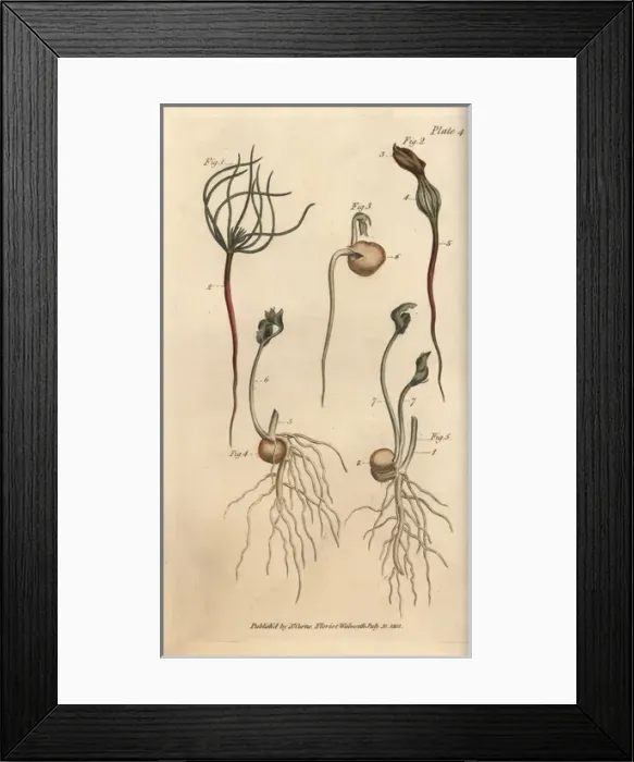 Framed Print : Pea, Pisum sativum, seeds in stages of vegetation Framed Print : Pea, Pisum sativum, seeds in stages of vegetation