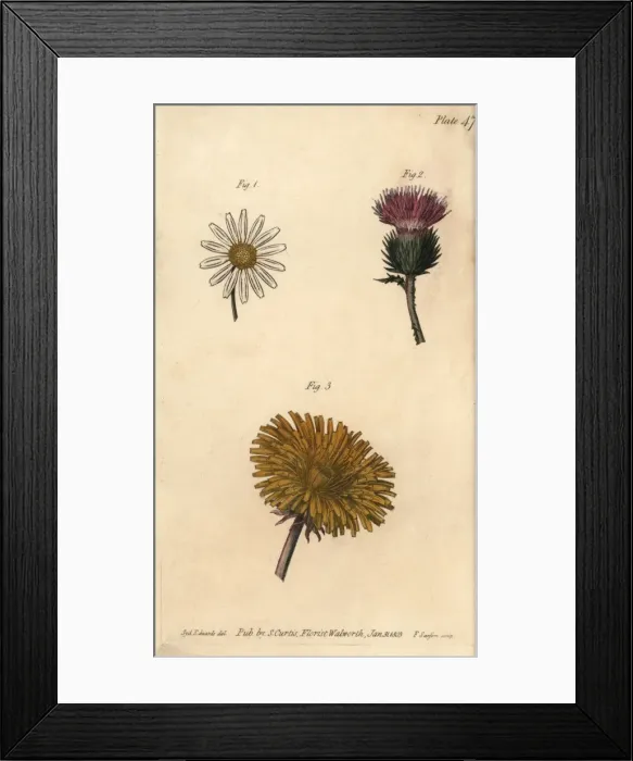 Framed Print : Compound flowers: daisy Bellis perennis, thistle Framed Print : Compound flowers: daisy Bellis perennis, thistle