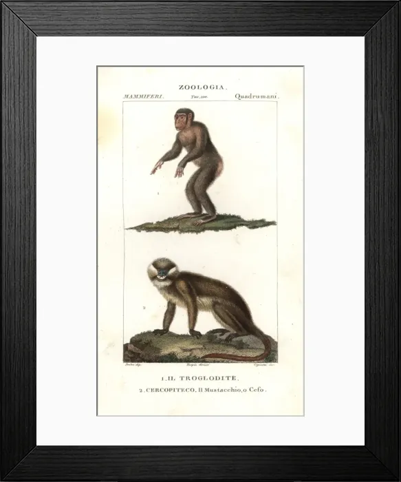 Framed Print : Chimpanzee, Simia troglodytes, and moustached Framed Print : Chimpanzee, Simia troglodytes, and moustached