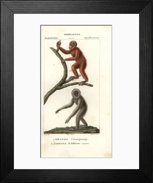 Framed Print : Orang utan, Pongo pygmaeus (endangered) Framed Print : Orang utan, Pongo pygmaeus (endangered)