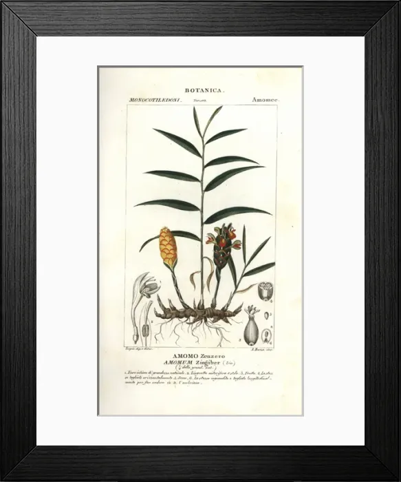 Framed Print : Ginger root, Zingiber officinale Framed Print : Ginger root, Zingiber officinale