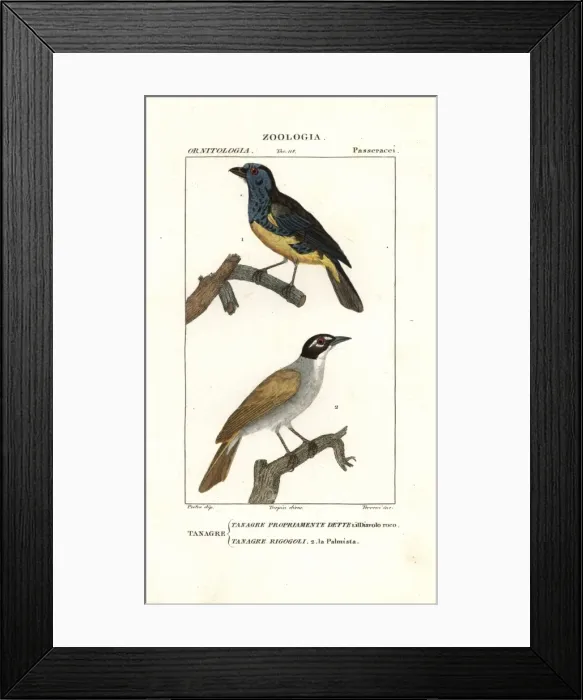 Framed Print : Turquoise tanager, Tangara mexicana, and palm Framed Print : Turquoise tanager, Tangara mexicana, and palm