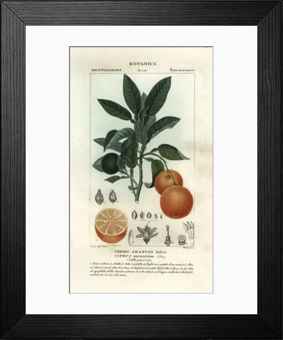 Framed Print : Seville orange, Citrus aurantium Framed Print : Seville orange, Citrus aurantium