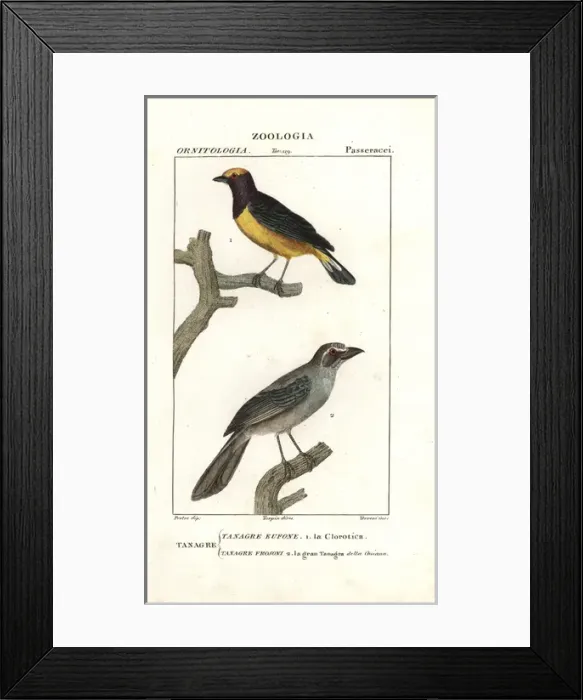 Framed Print : Purple-throated euphonia, Euphonia chlorotica Framed Print : Purple-throated euphonia, Euphonia chlorotica