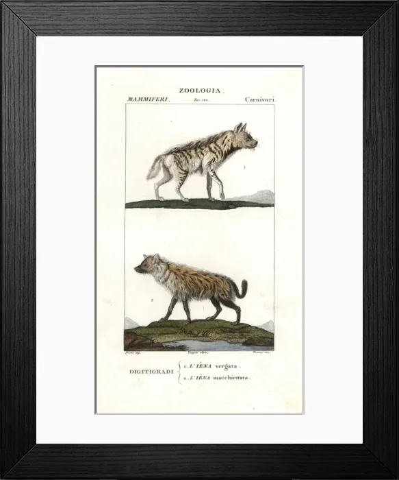 Framed Print : Striped hyena, Hyaena hyaena, and spotted hyena Framed Print : Striped hyena, Hyaena hyaena, and spotted hyena