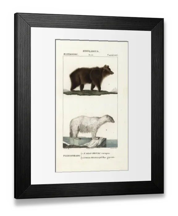 Framed Print : Brown bear, Ursus arctos arctos, and polar Framed Print : Brown bear, Ursus arctos arctos, and polar