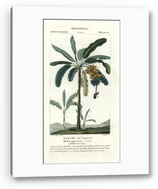 Framed Print : Apple banana, Musa acuminata נbalbisiana Framed Print : Apple banana, Musa acuminata נbalbisiana