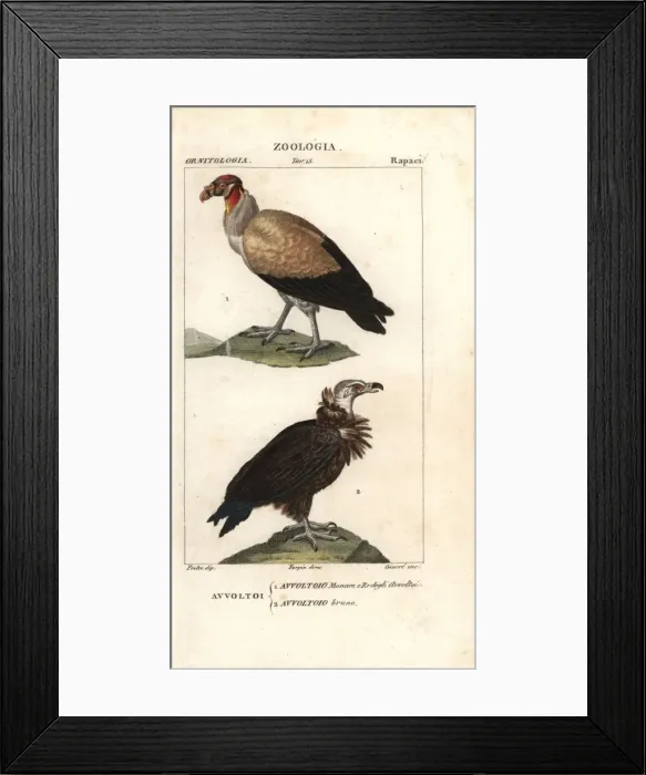 Framed Print : King vulture, Sarcoramphus papa, and griffon Framed Print : King vulture, Sarcoramphus papa, and griffon