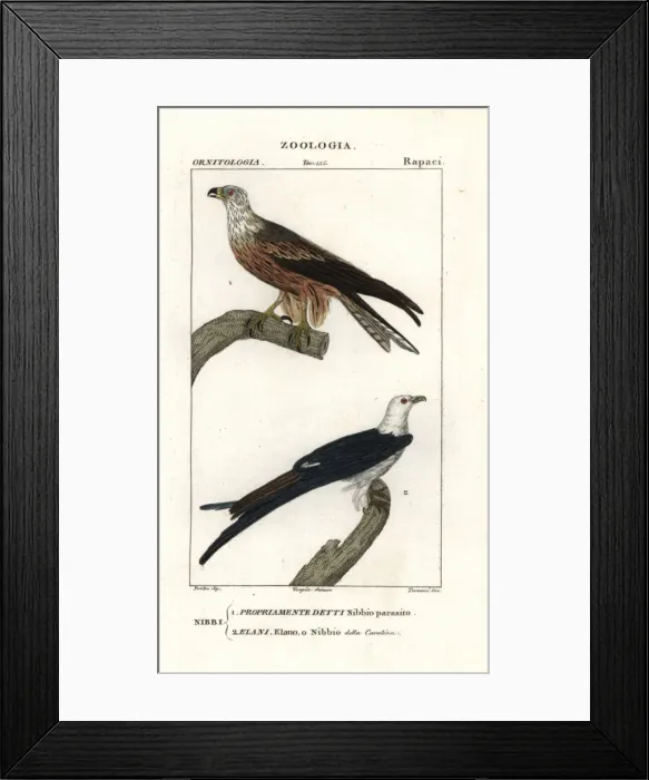 Framed Print : Yellow-billed kite, Milvus aegyptius, and swallow-tailed Framed Print : Yellow-billed kite, Milvus aegyptius, and swallow-tailed