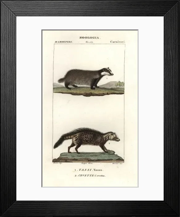 Framed Print : European badger, Meles meles, and civet, Civettictis Framed Print : European badger, Meles meles, and civet, Civettictis