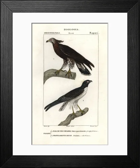 Framed Print : Oriental honey buzzard, Pernis ptilorhyncus Framed Print : Oriental honey buzzard, Pernis ptilorhyncus