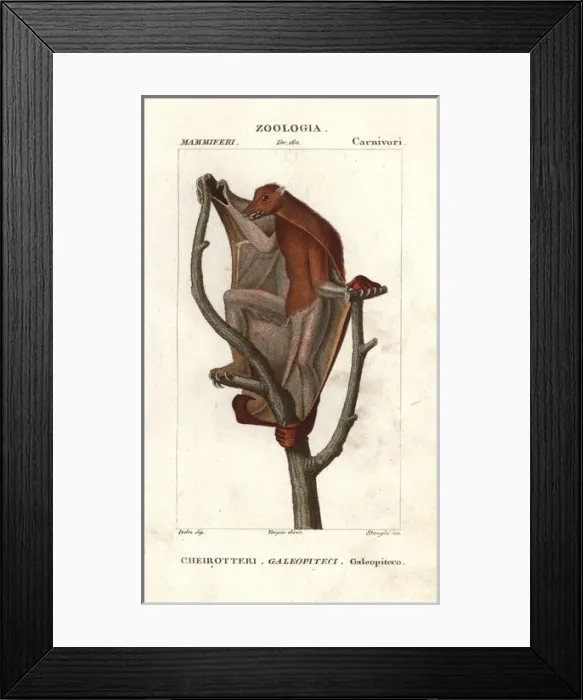 Framed Print : Sunda flying lemur, Galeopterus variegatus Framed Print : Sunda flying lemur, Galeopterus variegatus