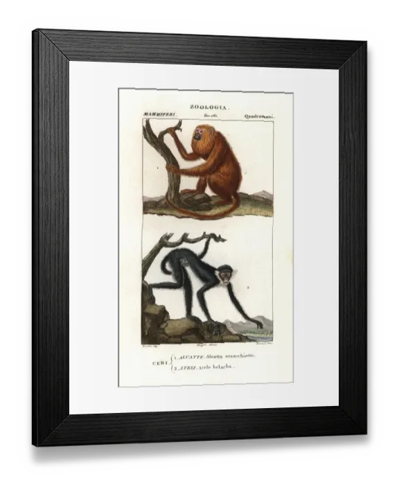 Framed Print : Red howler monkey, Alouatta seniculus Framed Print : Red howler monkey, Alouatta seniculus