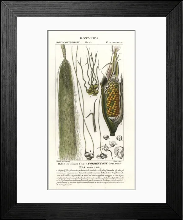 Framed Print : Maize, Zea mays Framed Print : Maize, Zea mays