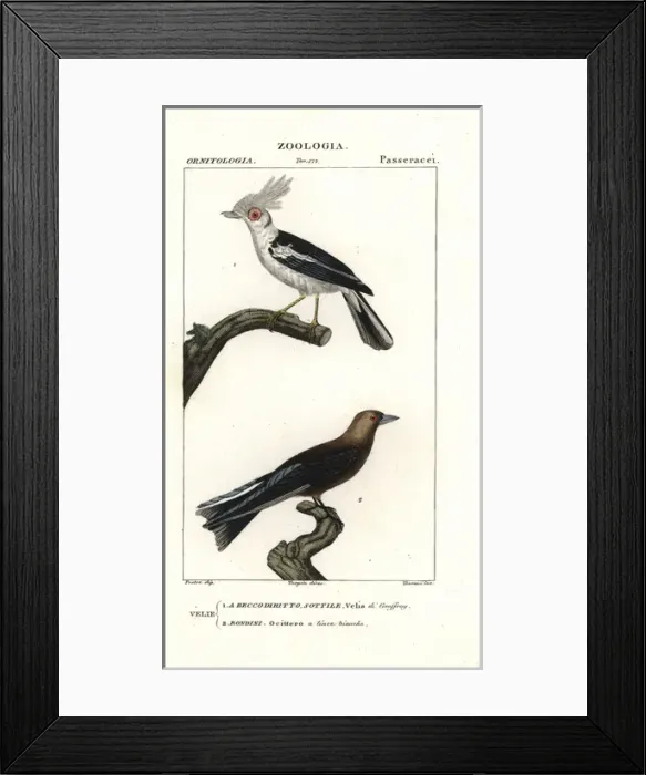 Framed Print : White-crested helmetshrike, Prionops plumatus Framed Print : White-crested helmetshrike, Prionops plumatus