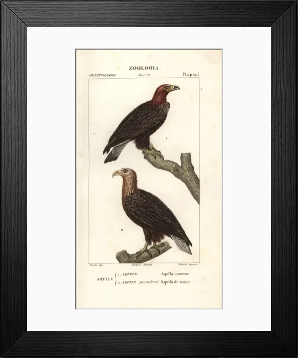 Framed Print : Golden eagle, Aquila chrysaetos, and white-tailed Framed Print : Golden eagle, Aquila chrysaetos, and white-tailed
