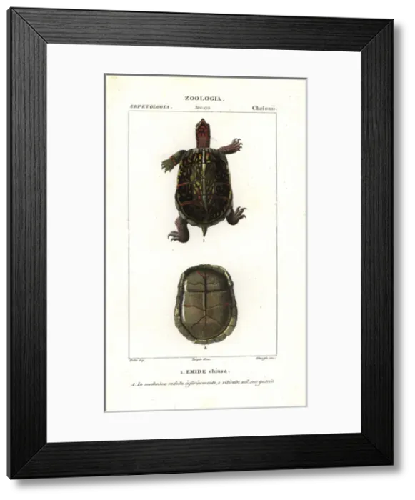 Framed Print : Box turtle, emyde close, Terrapene carolina Near threatened Framed Print : Box turtle, emyde close, Terrapene carolina Near threatened