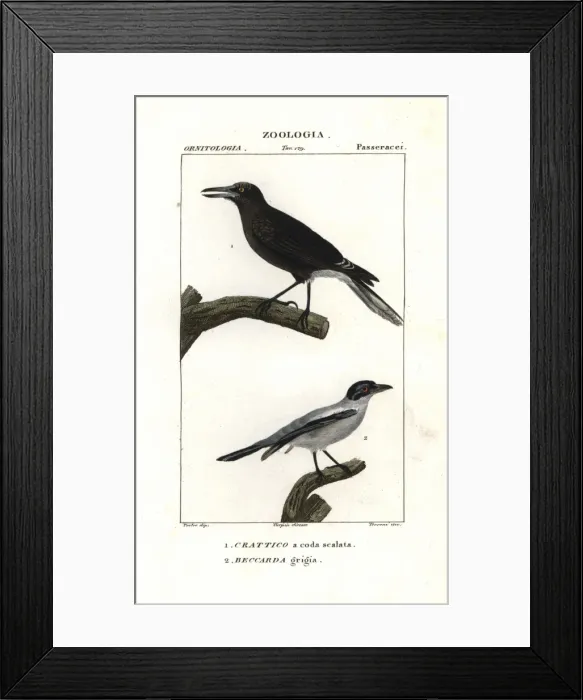 Framed Print : Grey currawong, Strepera versicolor, and black-tailed Framed Print : Grey currawong, Strepera versicolor, and black-tailed