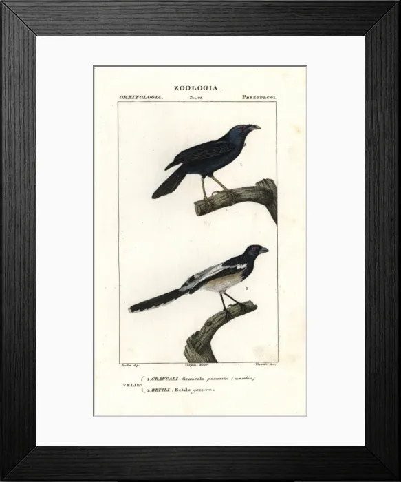 Framed Print : Satin bowerbird (male), Ptilonorhynchus violaceus Framed Print : Satin bowerbird (male), Ptilonorhynchus violaceus