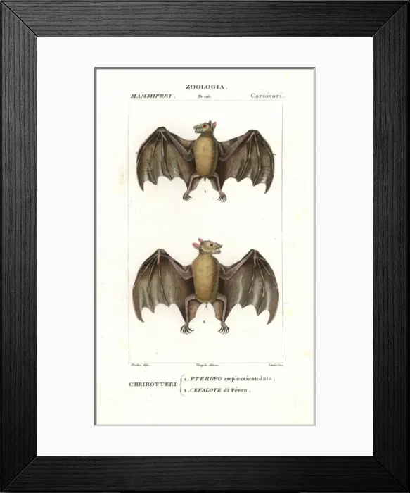 Framed Print : Geoffroys rousette bat, Rousettus amplexicaudatus Framed Print : Geoffroys rousette bat, Rousettus amplexicaudatus