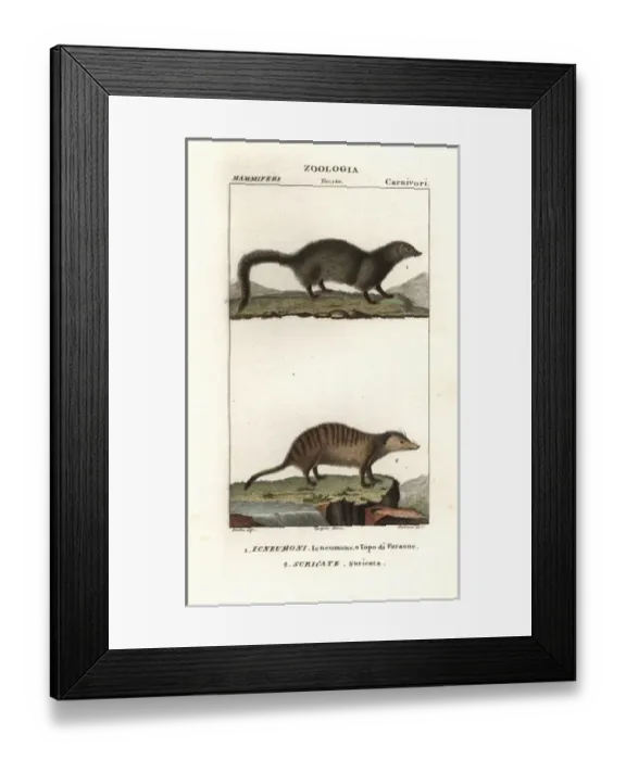 Framed Print : White tailed mongoose, Ichneumia albicauda Framed Print : White tailed mongoose, Ichneumia albicauda