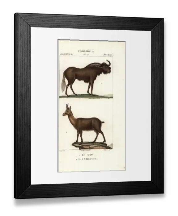 Framed Print : Black wildebeest or gnu, Connochaetes gnou Framed Print : Black wildebeest or gnu, Connochaetes gnou