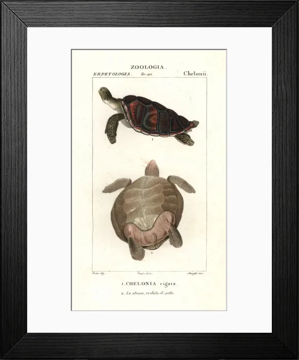 Framed Print : Green sea turtle, Chelonia mydas (endangered) Framed Print : Green sea turtle, Chelonia mydas (endangered)