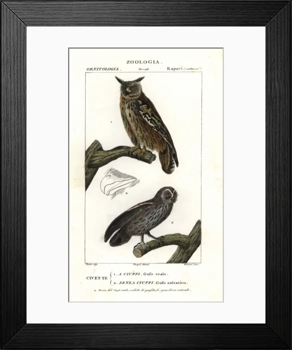 Framed Print : Eurasian eagle-owl, Bubo bubo, and tawny owl Framed Print : Eurasian eagle-owl, Bubo bubo, and tawny owl