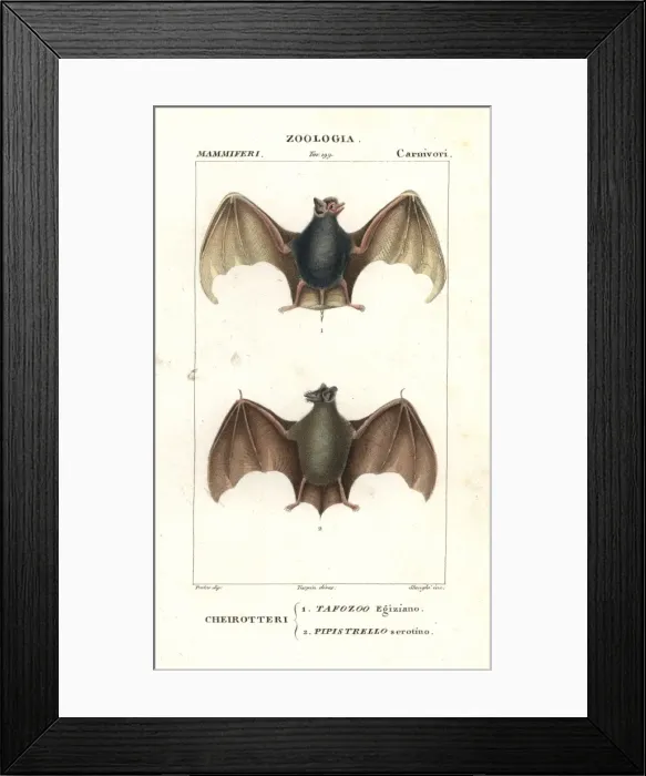 Framed Print : Egyptian tomb bat, Taphozous perforatus Framed Print : Egyptian tomb bat, Taphozous perforatus