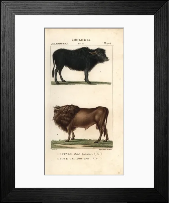Framed Print : Water buffalo, Bubalus bubalis, and extinct Framed Print : Water buffalo, Bubalus bubalis, and extinct