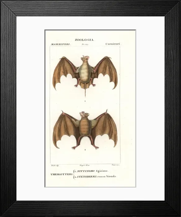 Framed Print : Egyptian free-tailed bat, Tadarida aegyptiaca Framed Print : Egyptian free-tailed bat, Tadarida aegyptiaca