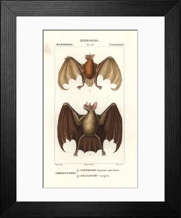 Framed Print : Greater bulldog bat, Noctilio leporinus Framed Print : Greater bulldog bat, Noctilio leporinus