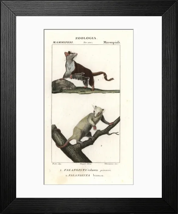 Framed Print : Sugar glider, Petaurus breviceps, and northern Framed Print : Sugar glider, Petaurus breviceps, and northern