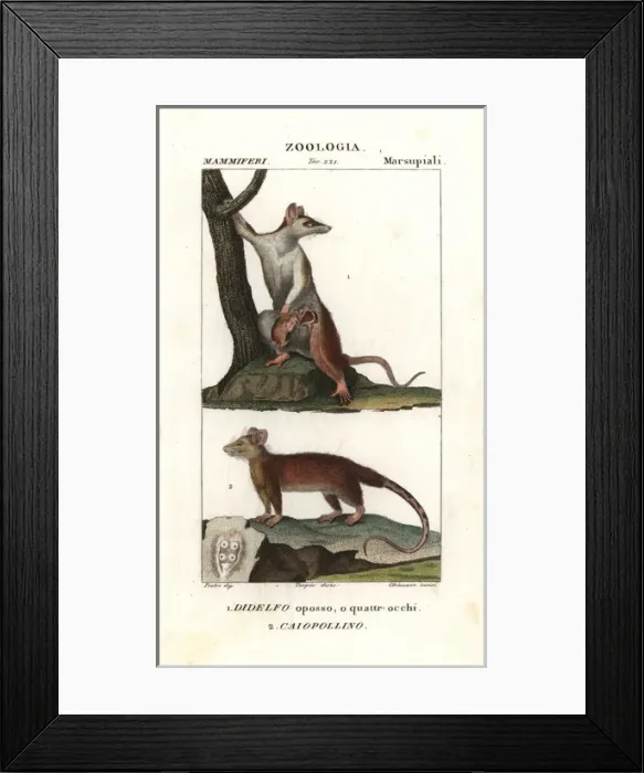 Framed Print : Gray four-eyed opossum, Didelphis opossum Framed Print : Gray four-eyed opossum, Didelphis opossum