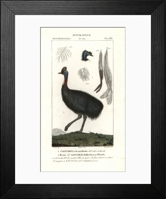 Framed Print : Southern cassowary, Casuarius casuarius Vulnerable Framed Print : Southern cassowary, Casuarius casuarius Vulnerable