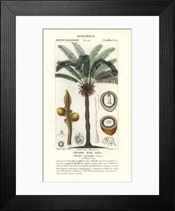Framed Print : Queen sago, Cycas circinalis Framed Print : Queen sago, Cycas circinalis