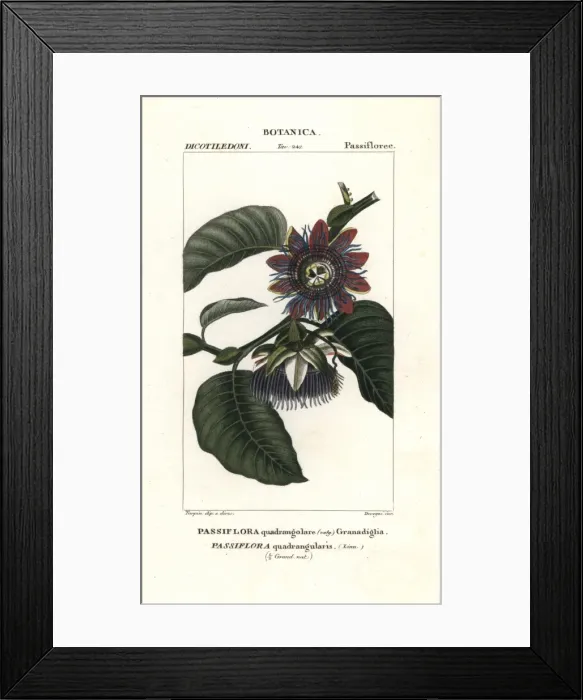 Framed Print : Giant granadilla, Passiflora quadrangularis Framed Print : Giant granadilla, Passiflora quadrangularis