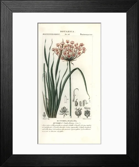 Framed Print : Flowering rush, Butomus umbellatus Framed Print : Flowering rush, Butomus umbellatus