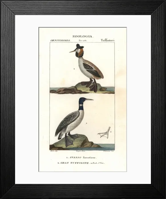 Framed Print : Horned or Slavonian grebe, Podiceps auritus Framed Print : Horned or Slavonian grebe, Podiceps auritus